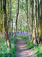 Path through Bluebell wood in Spring
