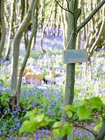 Wooden picnic sign hanging in tree showing the way to a picnic in the Bluebell wood in Spring. 