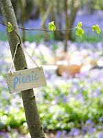 Wooden picnic sign hanging in tree showing the way to a picnic in the Bluebell wood in Spring