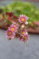 Sempervivum tectorum - Common houseleek flowers 