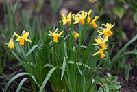 Narcissus cyclamineus 'Jetfire' 