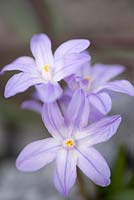 Chionodoxa forbesii 'Violet Beauty' - Glory of the Snow