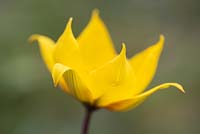 Tulipa sylvestris - Wild Tulip 
