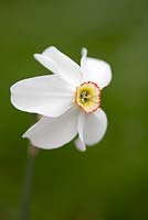 Narcissus poeticus var. recurvus - Old Pheasant's Eye
