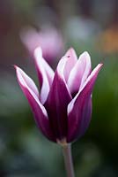 Tulipa 'Arabian Mystery' - Tulip 'Arabian Mystery' in April.