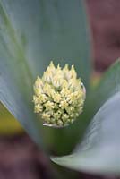 Allium karativiense 'Ivory Queen'