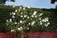 Rosa 'Iceberg' with holly behind