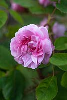 Rosa centifolia 'Old Pink Moss' - Rose 