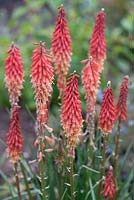 Kniphofia 'Redhot Popsicle' - Red-Hot-Poker