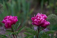 Paeonia lactiflora 'Karl Rosenfield' - Peony 'Karl Rosenfield' 