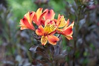 Alstroemeria 'Indian Summer' - Peruvian Lily 'Indian Summer'
