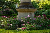 Rosa around an obelisk at Chiswick House Gardens, Chiswick House