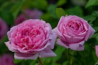  Rosa 'Jacques Cartier'