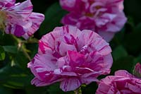 Rosa gallica var officinalis 'Versicolour' - Rosa Mundi 