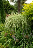 Miscanthus sinensis at East Ruston Old Vicarage