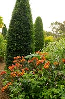 Alstroemeria 'Indian Summer' surrounded by Yew topiary towers 