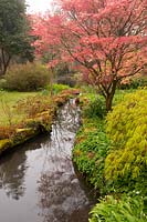 Acer palmatum Corallinum beside a stream in Exbury Gardens in early spring