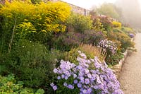 Aster x frikartii Monch and Solidago 'Golden Wings' in the herbaceous border on a misty morning at Waterperry Gardens