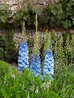 A light blue Delphinium in the herbaceous border at Waterperry Gardens
