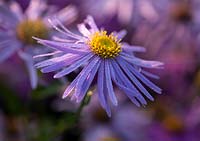 Aster amellus 'King George' with dew. 