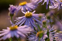 Aster amellus 'King George' with dew.
