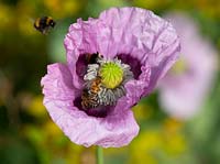 Bees on Papaver somniferum - A mauve opium poppy 