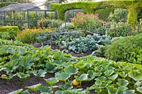 Large kitchen garden with pumpkins, marigolds, kale, broccoli, celery and a large fruit cage in background.