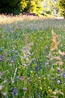 Wild flower meadow mostly with Salvia officinalis - meadow clary, Knautia arvensis - field scabious, Ranunculus acris - buttercups, Tragopogon pratensis, Silene vulgaris, Leucanthemum ircutianum, Rumex acetosa and grasses.