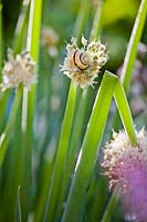 Allium fistulosum flower with a snail