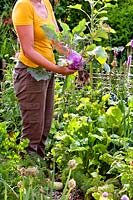 Woman with a freshly picked purple kohlrabi - Brassica oleracea var. gongylodes