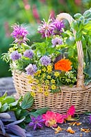 Basket of picked herbs - monarda, basil, fennel, chives, marigold and nasturtium.