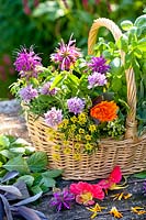 Basket of picked herbs - sage, monarda, basil, fennel, chives, marigold and nasturtium.