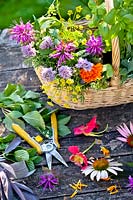 Basket of picked herbs - coneflower, sage, monarda, basil, fennel, chives, marigold and nasturtium.