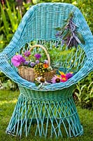 Picked herbs in a basket displayed in an armchair - coneflower, monarda, basil, fennel, chives, rose mallow, purple sage, marigold, sage, lavender and nasturtium.