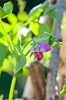 Pisum sativum 'Blauwschokker' - pea flower