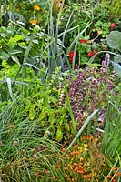 Companion planting in vegetable bed 