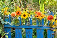 Cut flowers: Tagetes, Dahlia, Zinnia, Helianthus - Sunflower, Solidago and Rudbeckia, in row of glass jars hung from fence