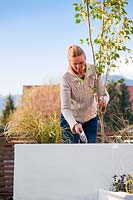 Woman planting Cornus kousa var. chinensis in rooftop raised bed.
