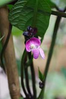Phaseolus vulgaris 'Purple King' - Climbing French Bean 'Purple King'