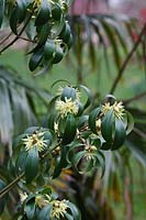 Illicium simonsii -  Anise tree
