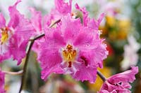 x Odontioda hybrid - Orchid
