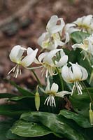 Erythronium californicum 'White Beauty'  - Fawn Lily 'White Beauty'