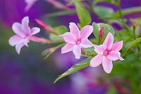 Jasminum x stephanense - Pink jasmine