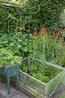 Coldframe by border with Ligularia stenocephala 'The Rocket', and Lychnis chalcedonica 'Flore Pleno'.
