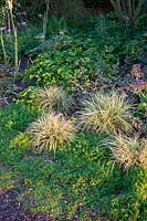 Carex grasses amongst Chamomile