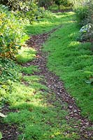 Chamomile 'Treneague' either side of narrow path