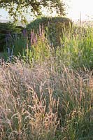 Grasses and Lythrum loosestrife