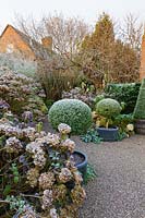 The Courtyard Garden on a frosty December morning. Planting includes: Hydrangea 'Blue Wave' and standard box balls 'Buxus'