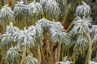 Frosted Euphorbia 