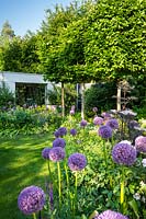 View across the border with Allium 'Globemaster', Sambucus nigra 'Black Lace' and row of box-headed pleached Carpinus betulus - hornbeams, to modern building with private gym.